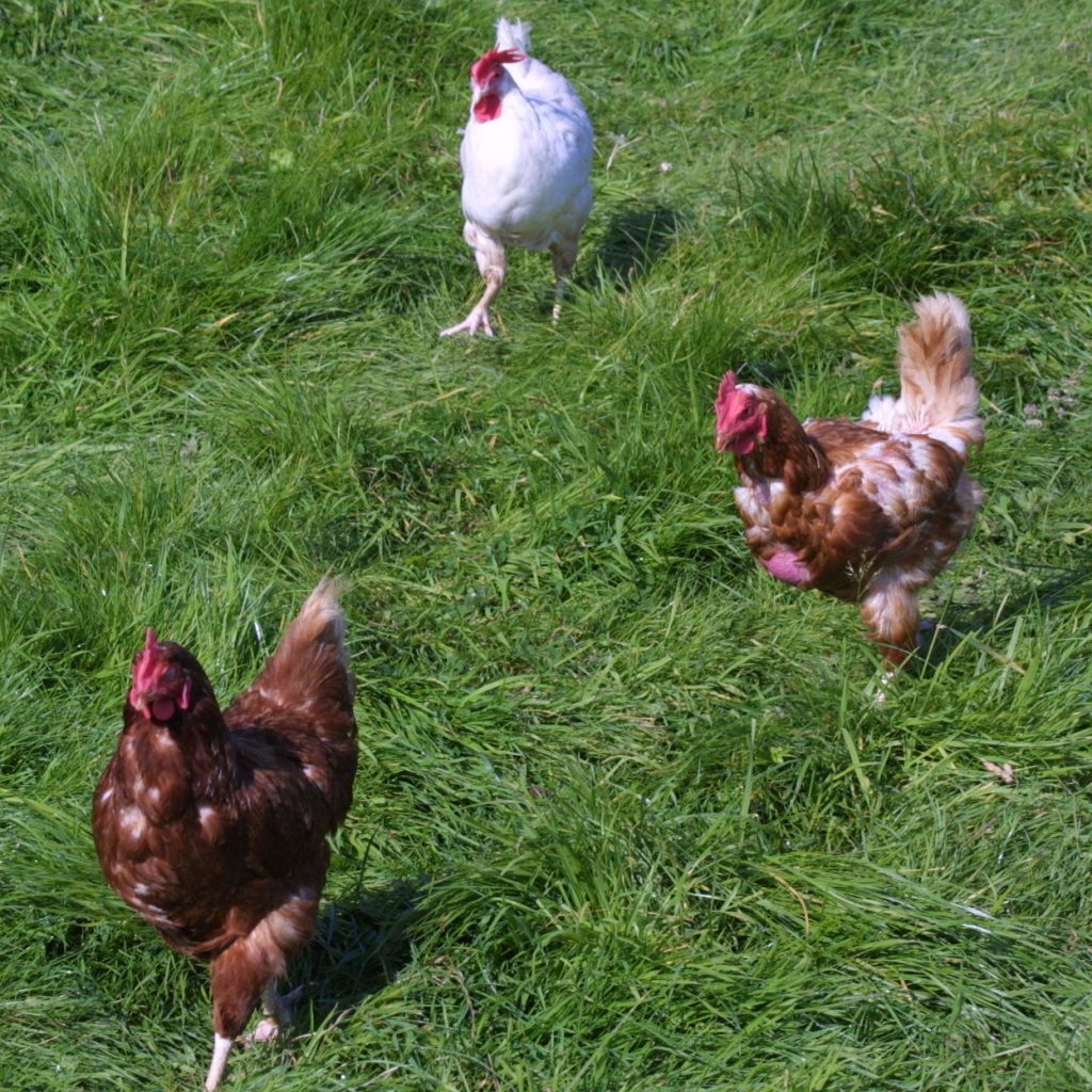 Halal Chicken What, Why, and Handling Certification J&M® Halal Meals